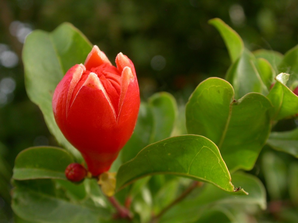 [尼康E4500]老机新拍一组花草