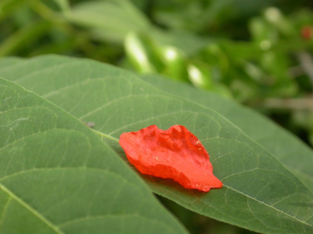[尼康E4500]老机新拍一组花草