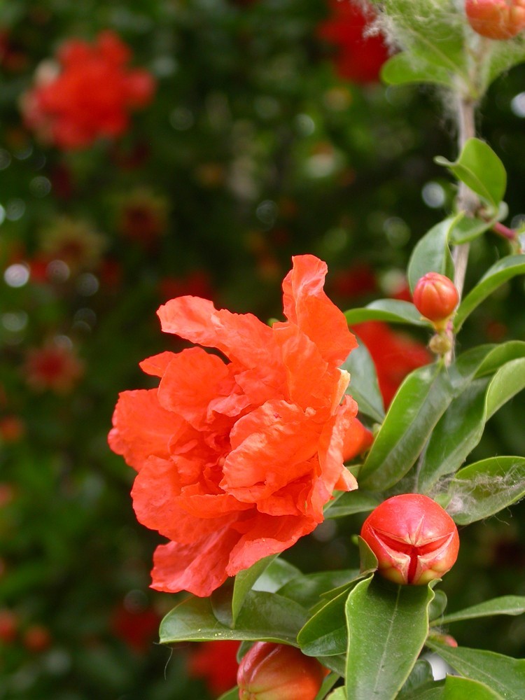 [尼康E4500]老机新拍一组花草
