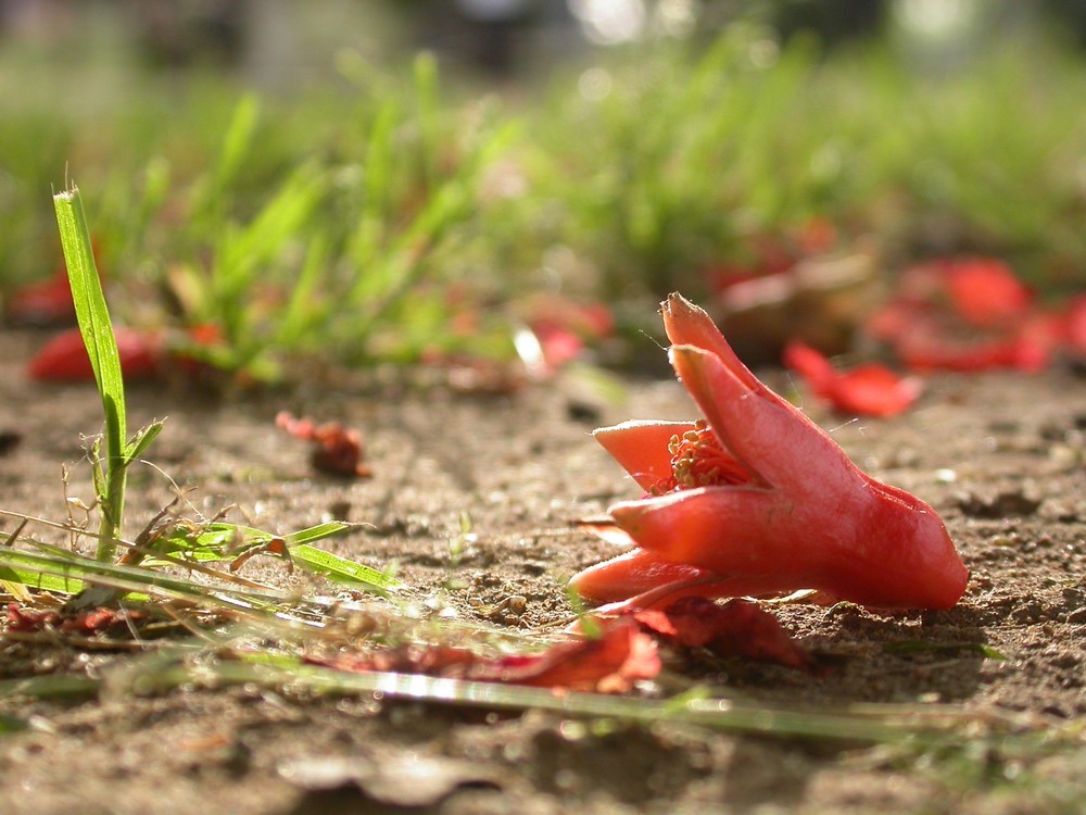 [尼康E4500]老机新拍一组花草