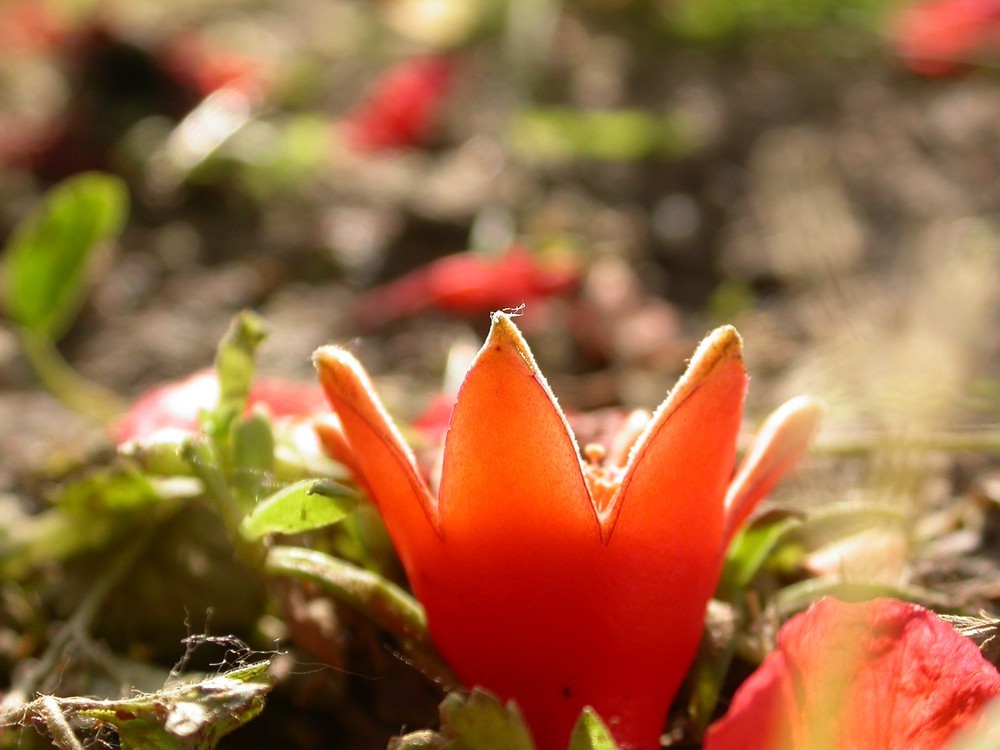[尼康E4500]老机新拍一组花草