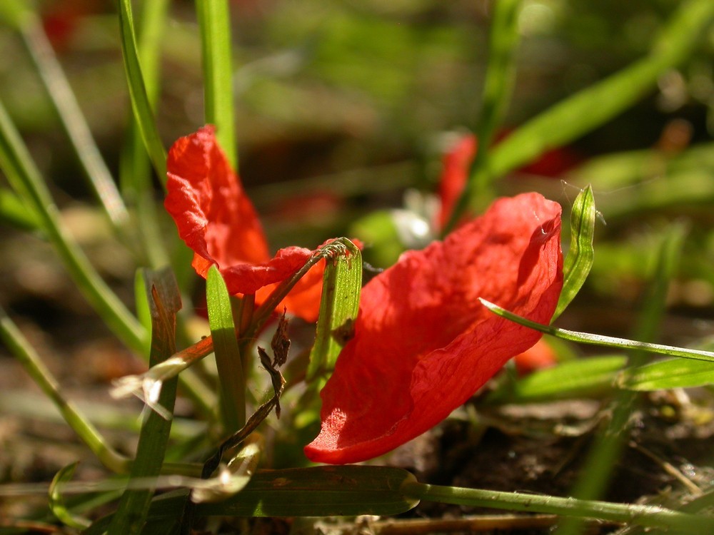 [尼康E4500]老机新拍一组花草