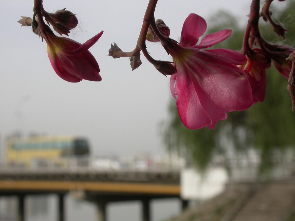 [尼康E4500]老机新拍一组花草