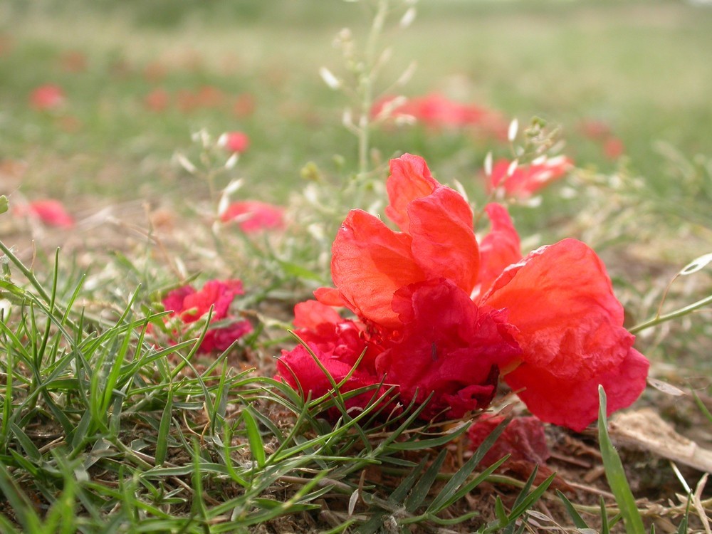 [尼康E4500]老机新拍一组花草