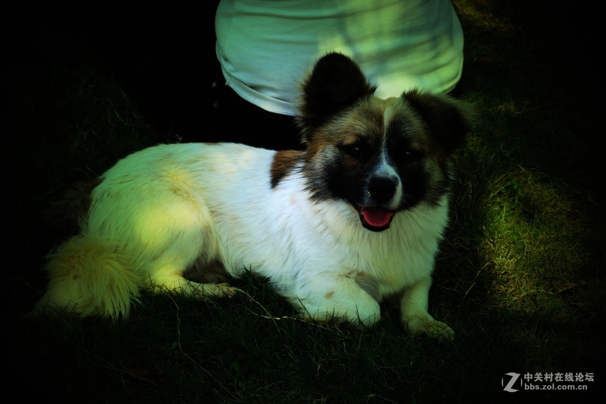 70d买了3个月了，最近拍的几张....各种各样