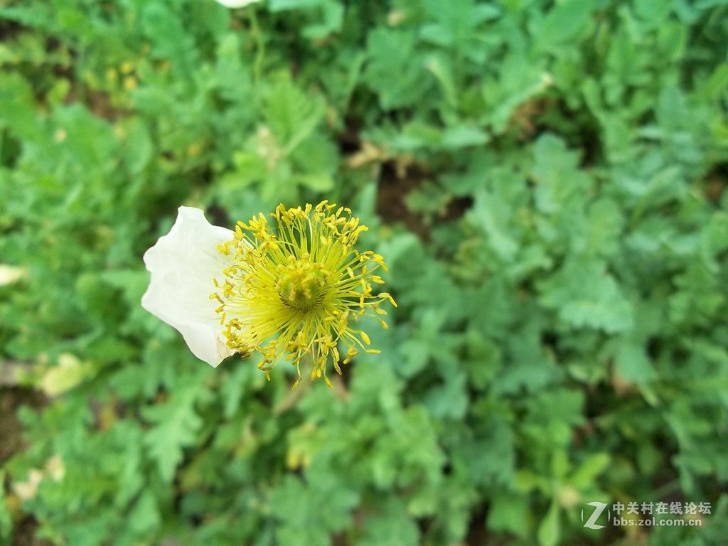 晨练随拍——阴天下的春花