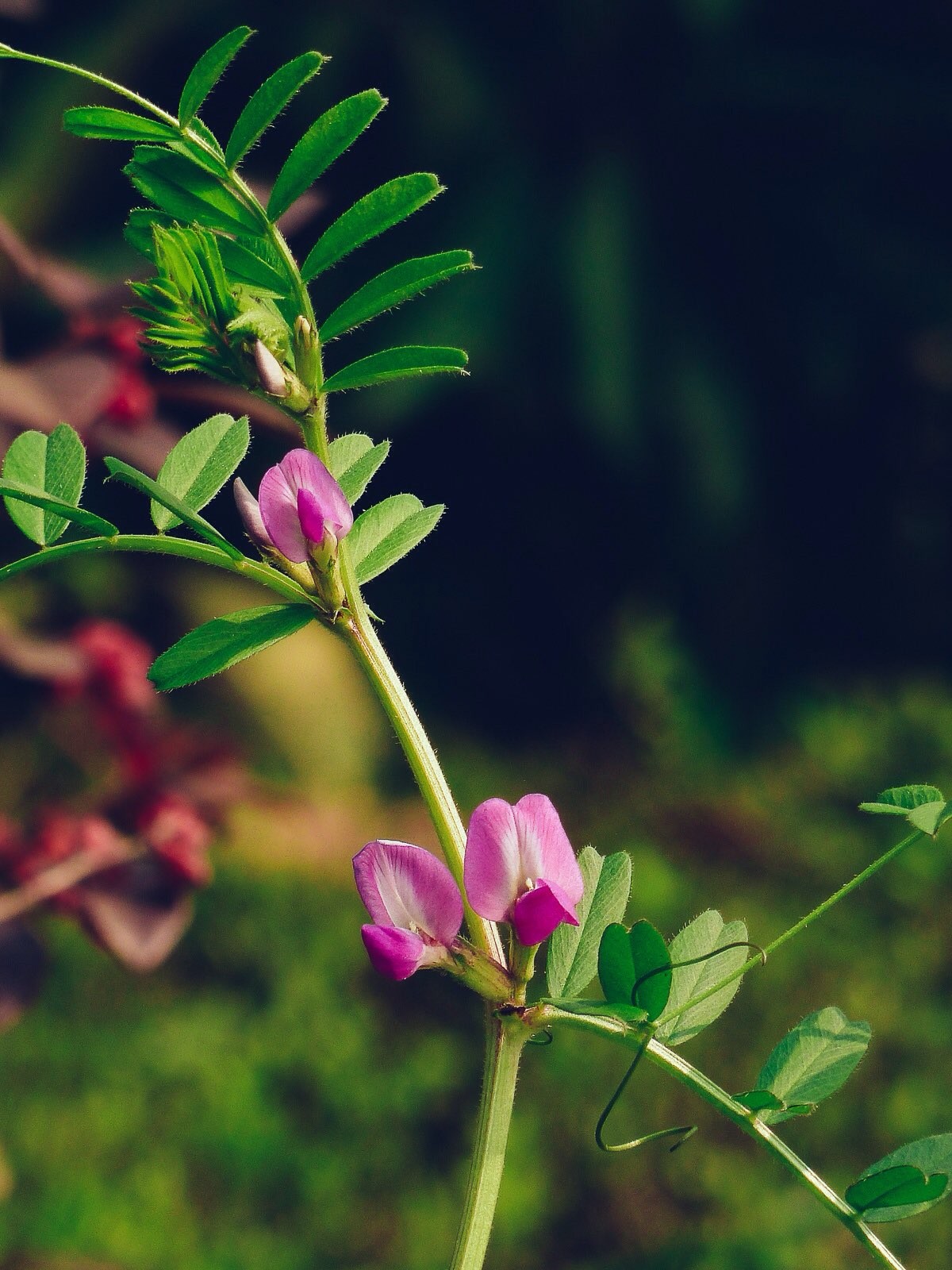 二月二携ZS7踏青几张