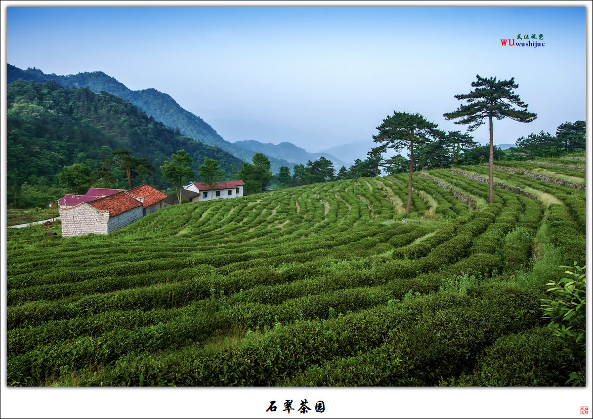 石翠茶园