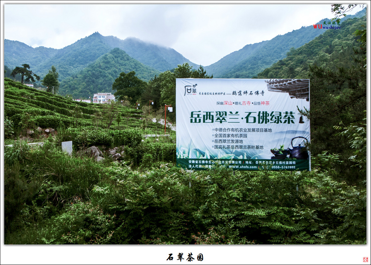 石翠茶园