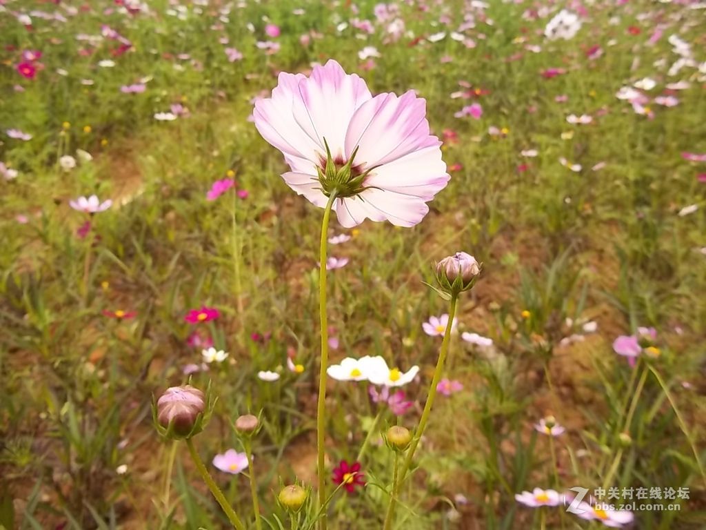 晨练随拍——阴天下的春花