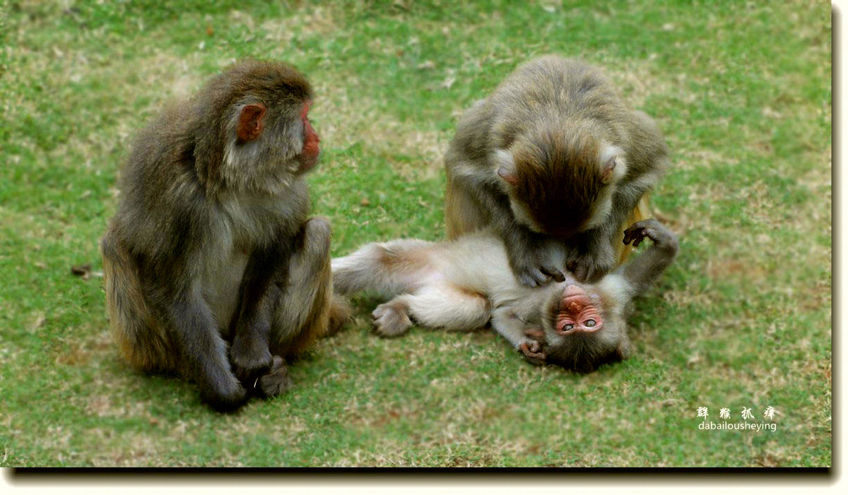 群猴抓痒老片新发