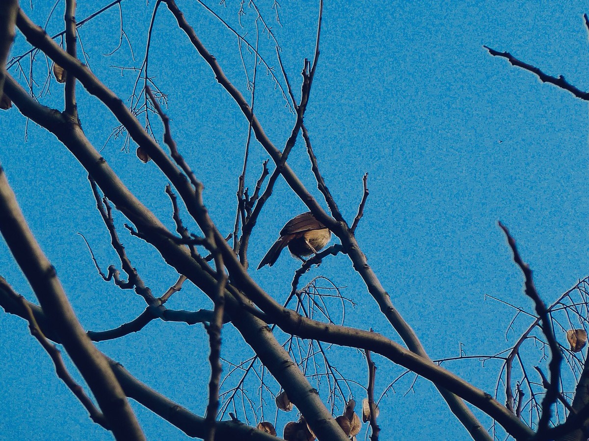 二月二携ZS7踏青几张