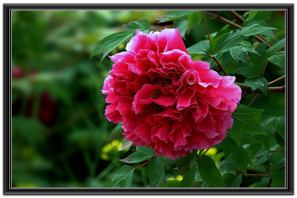 国色天香红牡丹