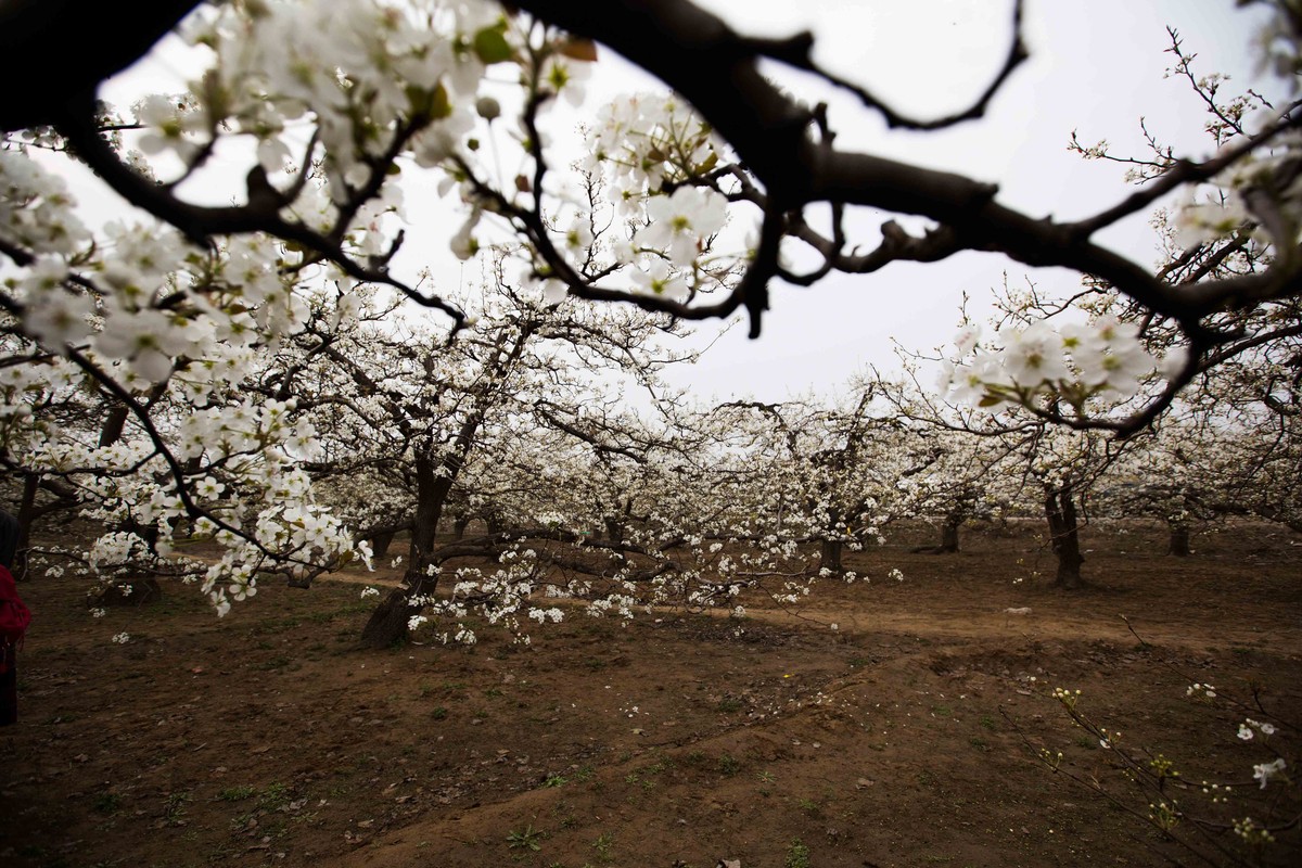 赵县梨花