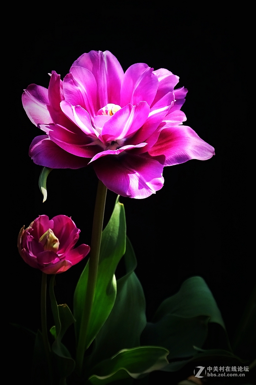 我镜头下最美的花北京植物园郁金香图片打不开重发