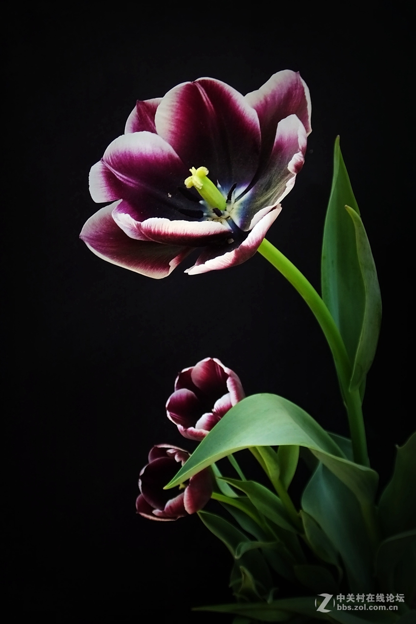 我镜头下最美的花北京植物园郁金香图片打不开重发