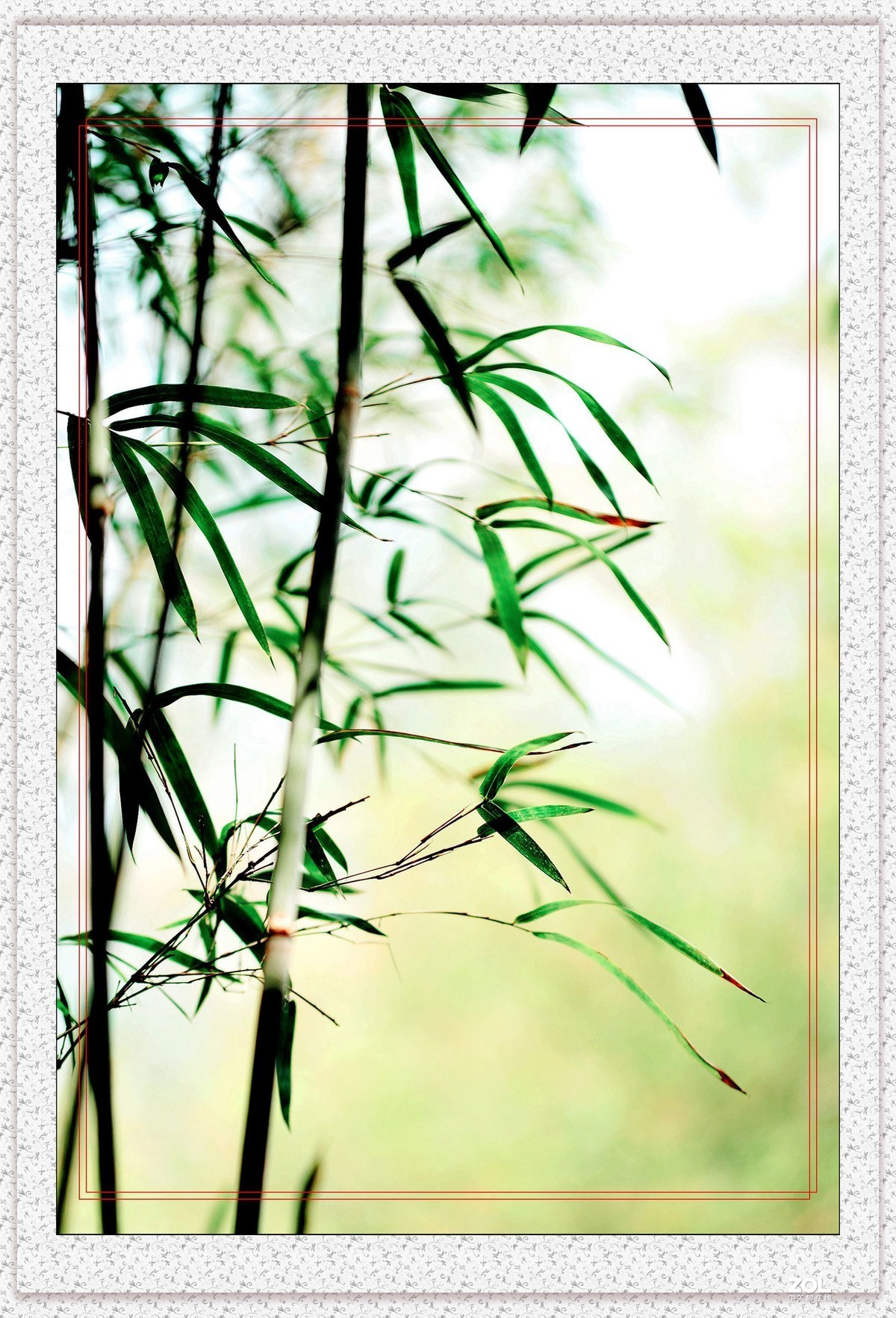 朴实无华清淡高雅是竹子的品格