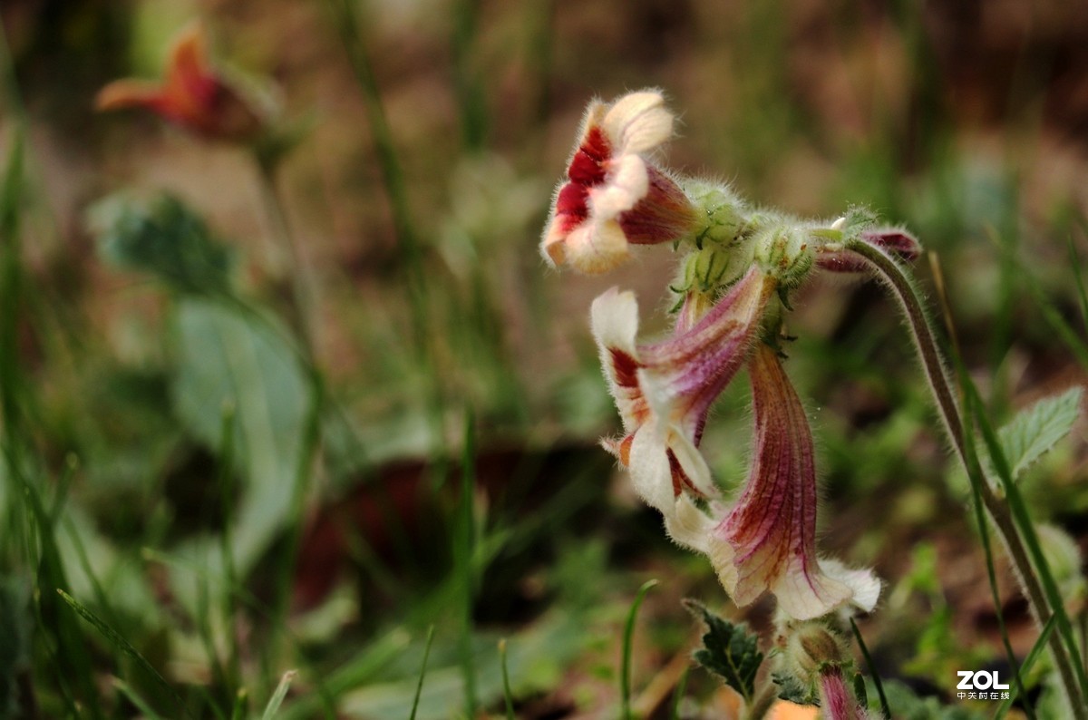 毛茸茸的地黄花