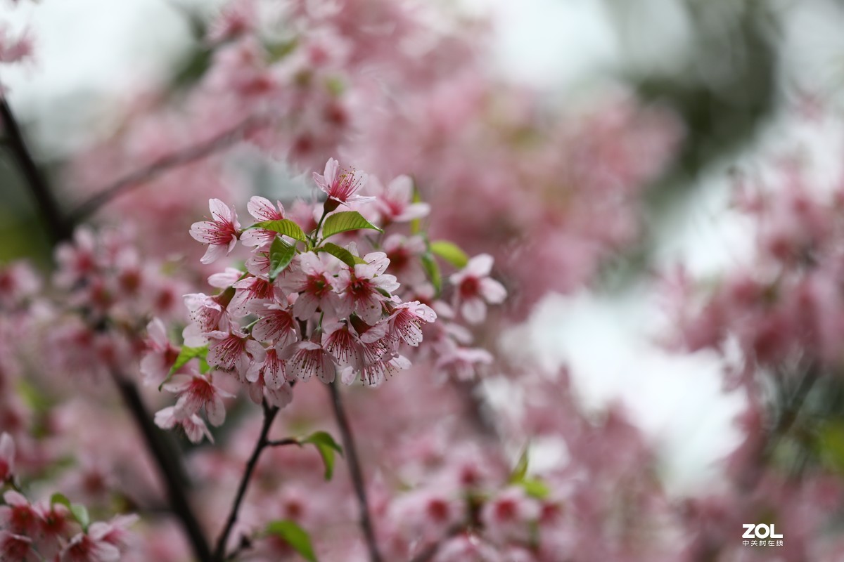樱花1