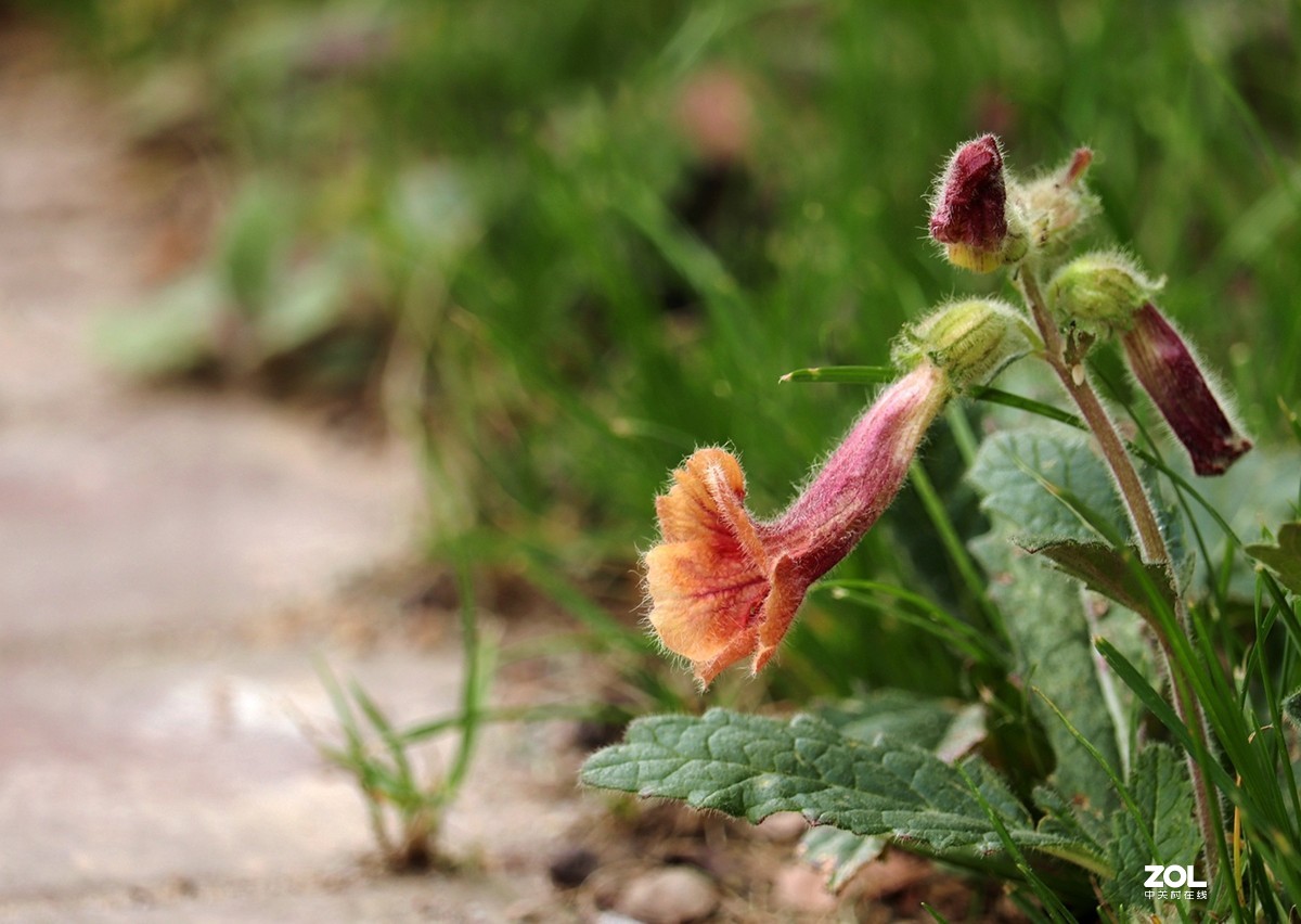 毛茸茸的地黄花