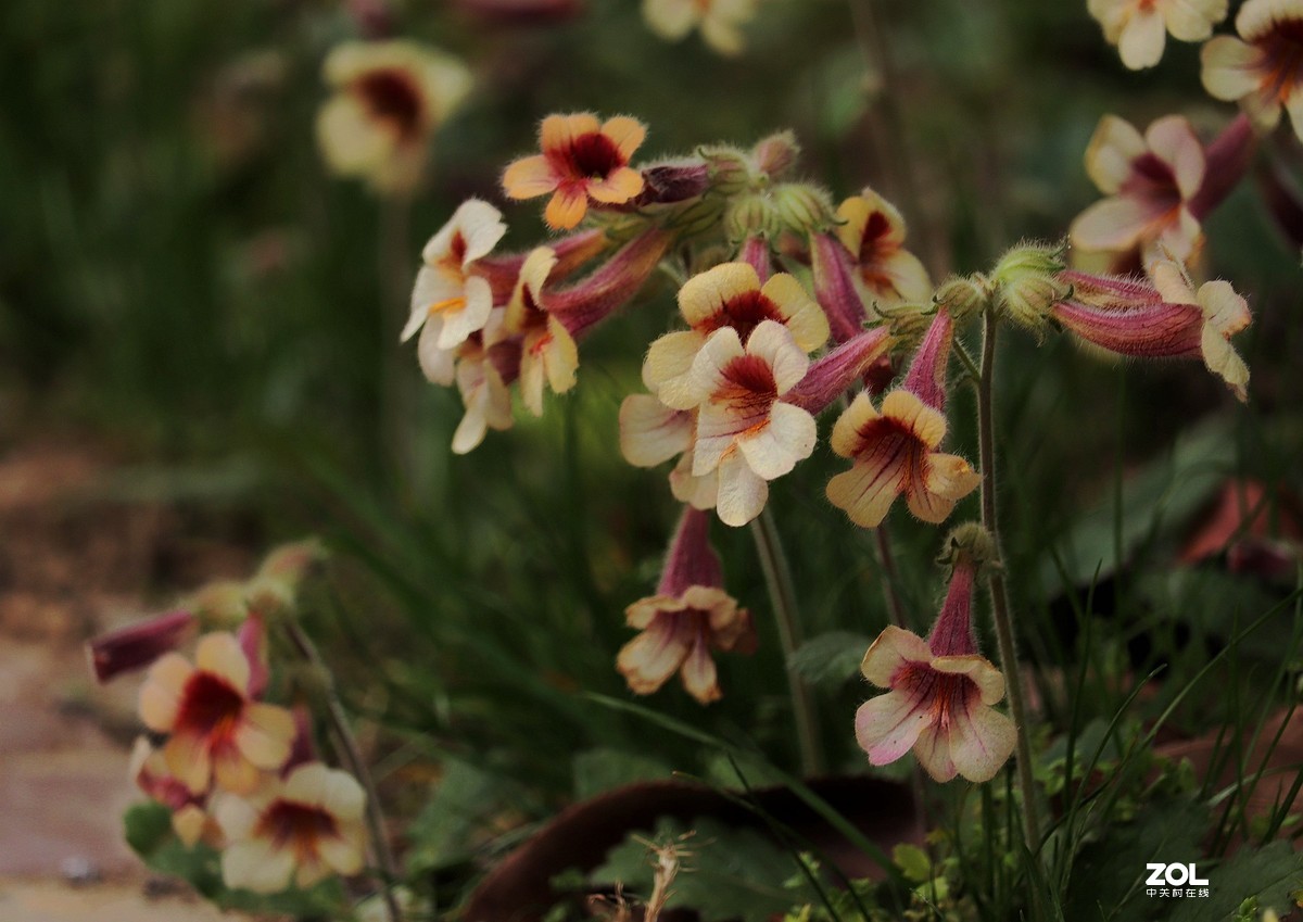 毛茸茸的地黄花