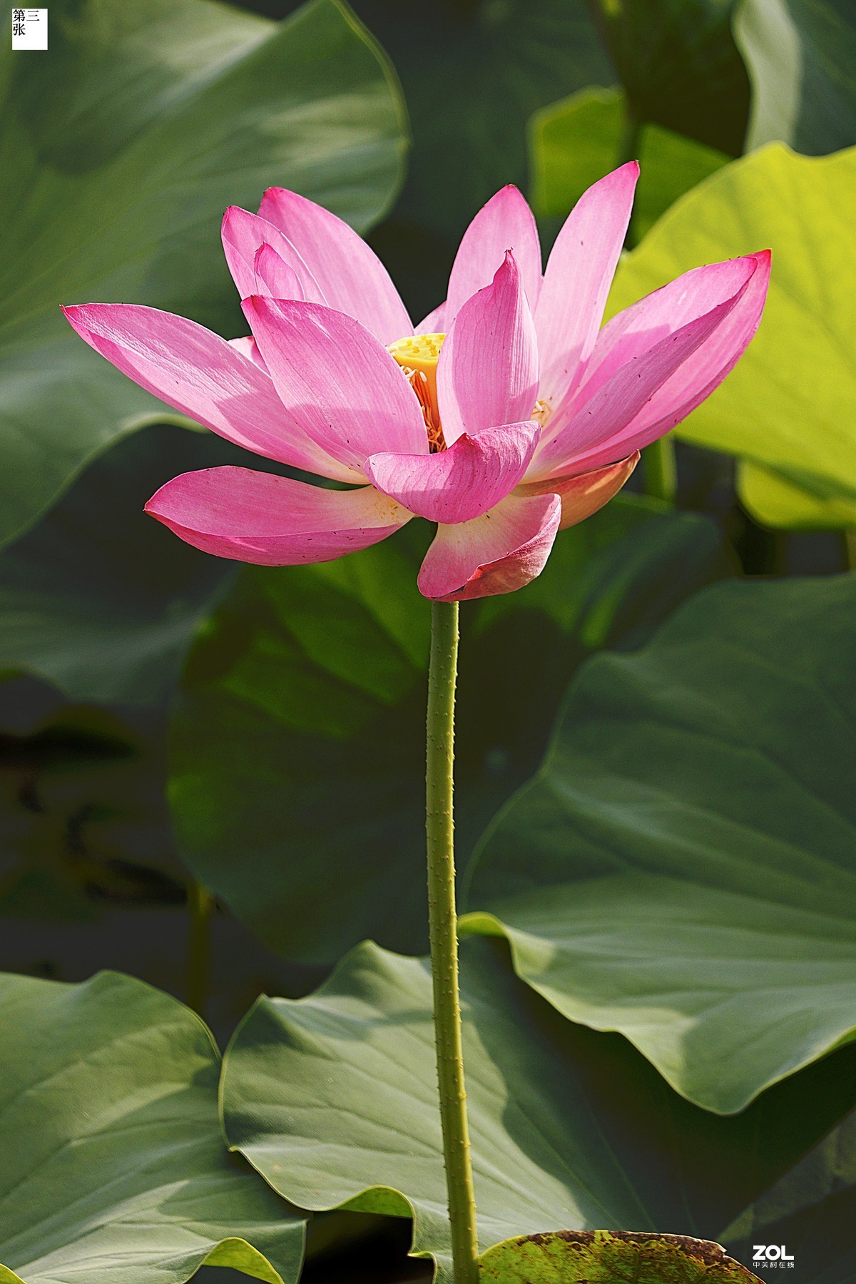 年年岁岁花相似，今年又是荷花别样红