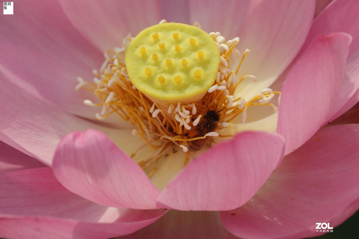 年年岁岁花相似，今年又是荷花别样红