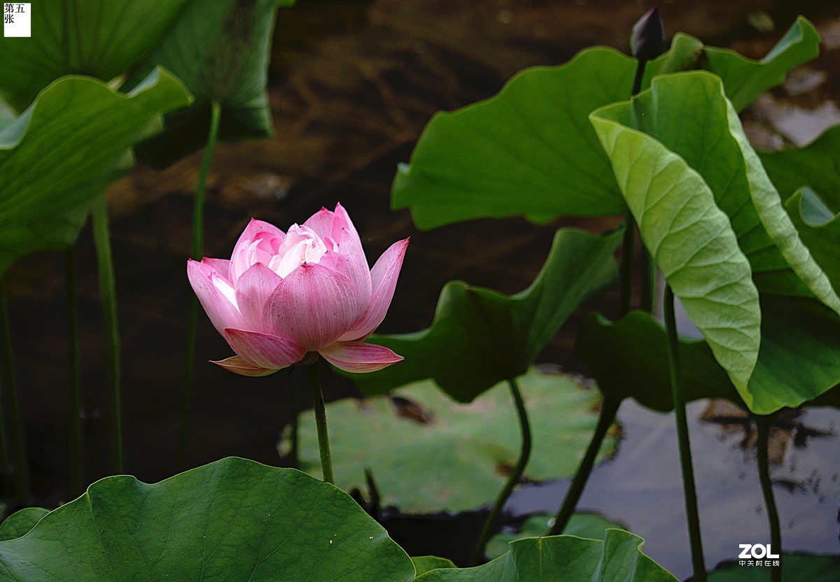 年年岁岁花相似，今年又是荷花别样红