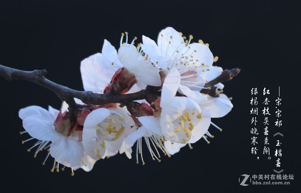 红杏枝头春意闹