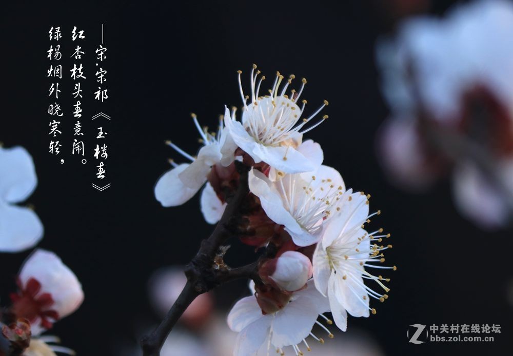 红杏枝头春意闹