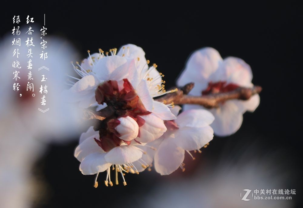 红杏枝头春意闹