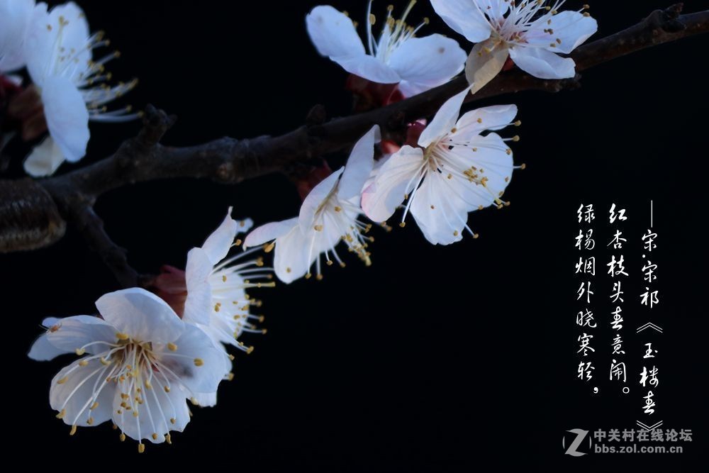 红杏枝头春意闹