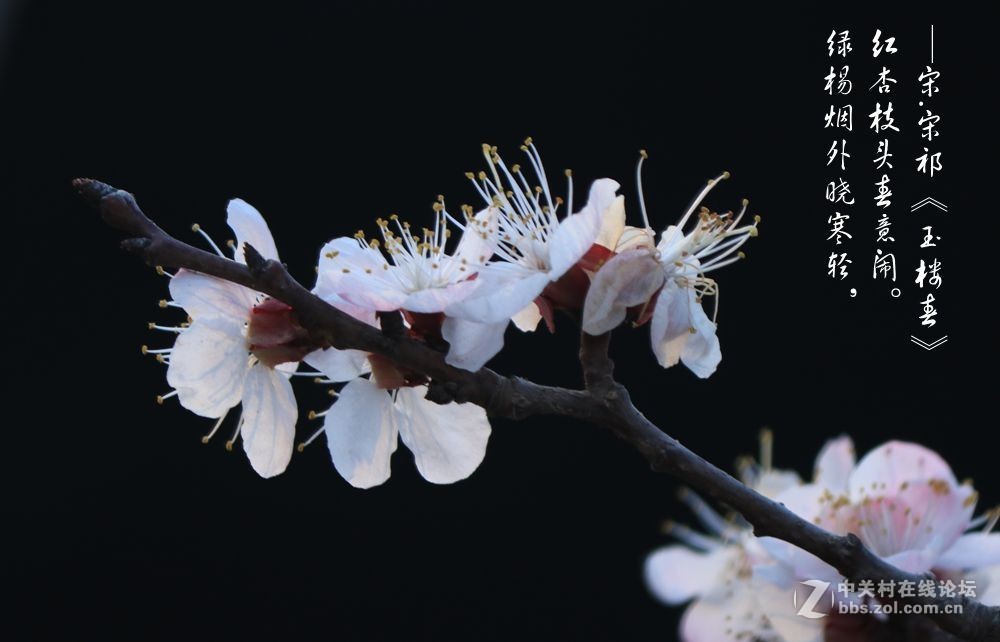 红杏枝头春意闹