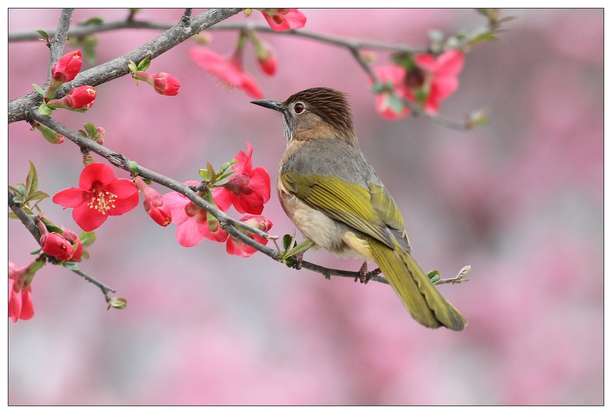 鳥語花香十九