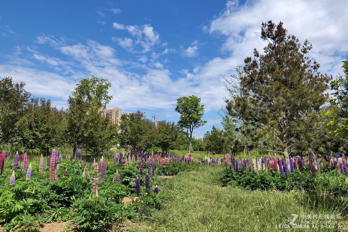 西安植物园的初夏