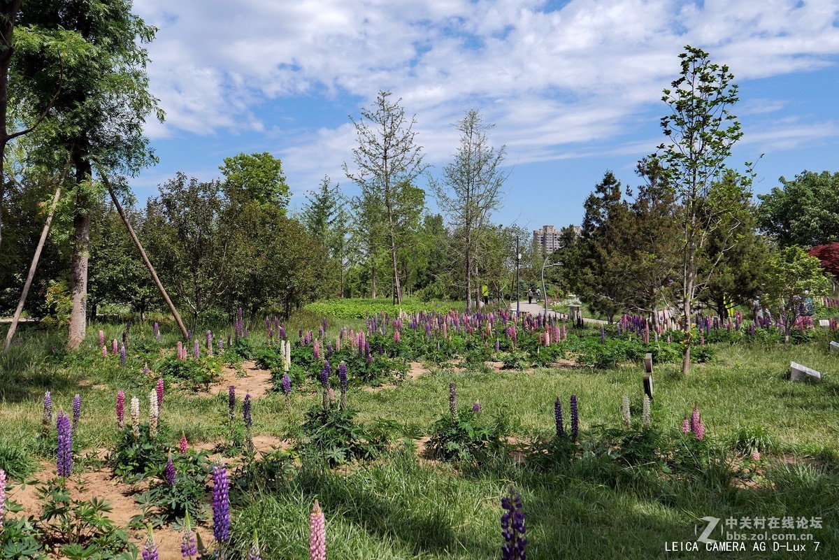 西安植物园的初夏