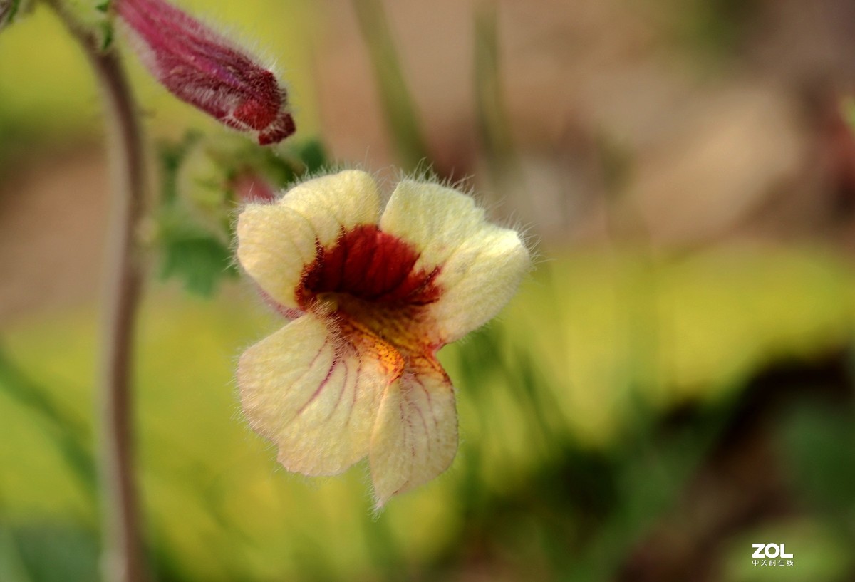 毛茸茸的地黄花