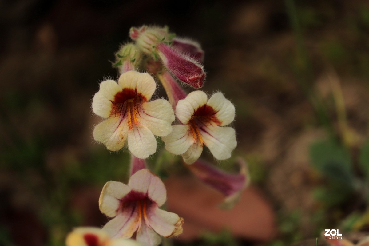 毛茸茸的地黄花