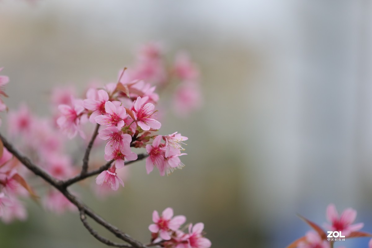 樱花8