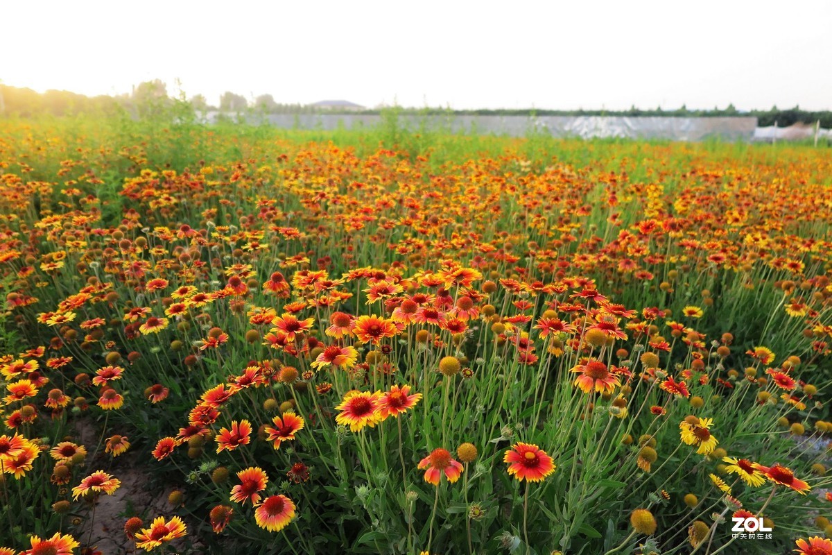 小花