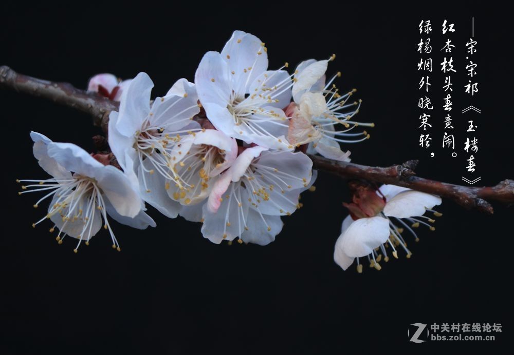 红杏枝头春意闹