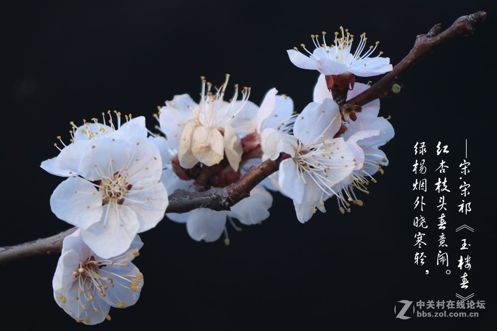 红杏枝头春意闹