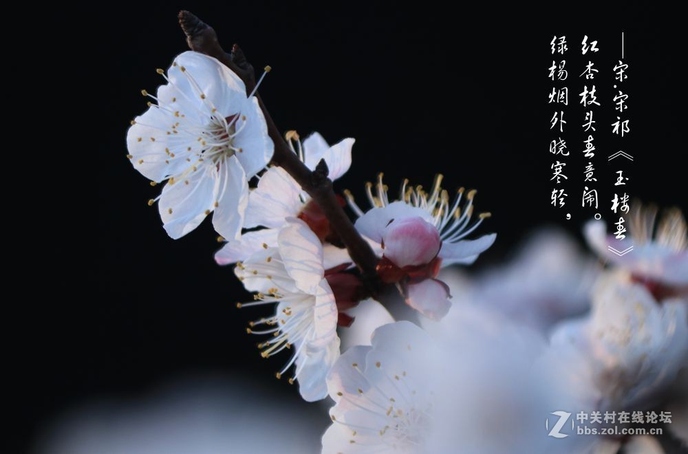 红杏枝头春意闹