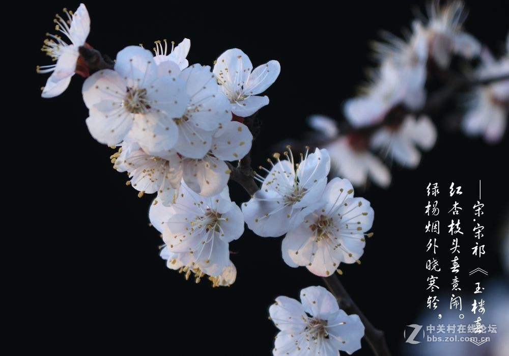 红杏枝头春意闹