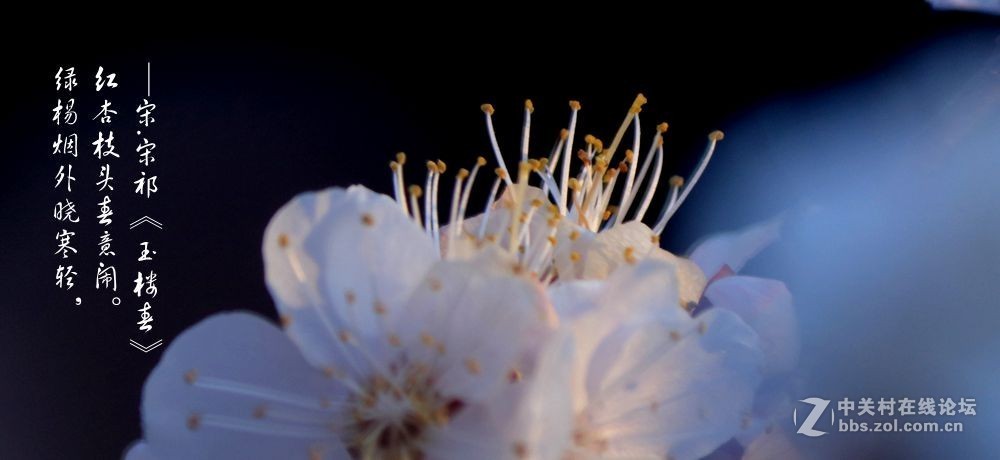 红杏枝头春意闹