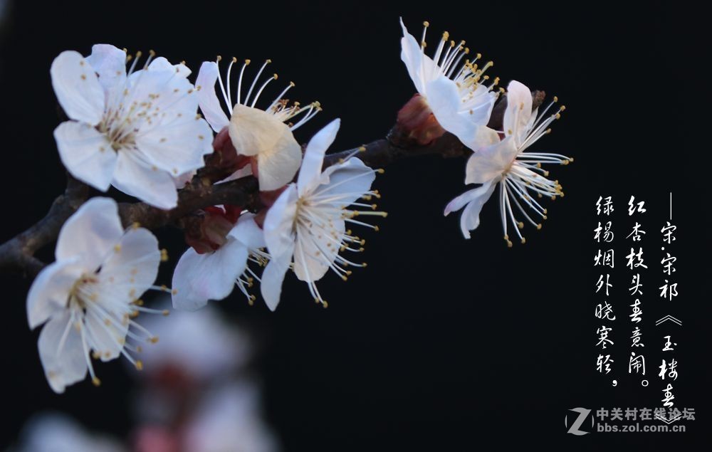 红杏枝头春意闹