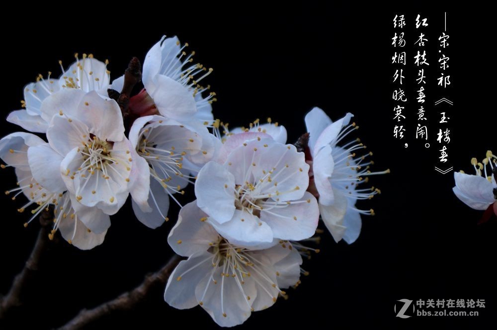 红杏枝头春意闹