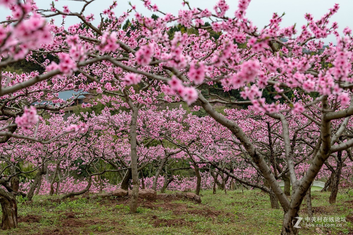 成都龙泉山桃花故里景区