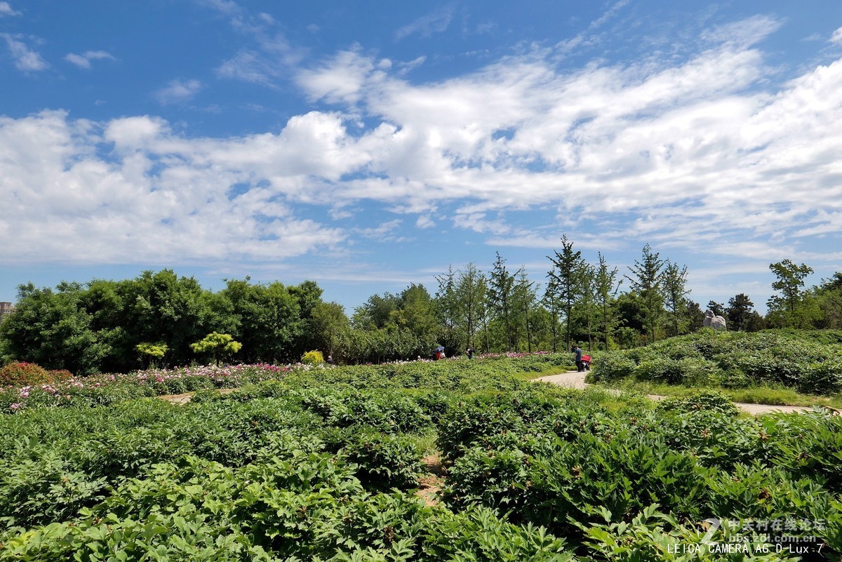 西安植物园的初夏