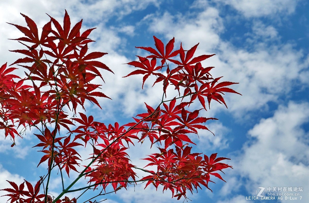 西安植物园的初夏